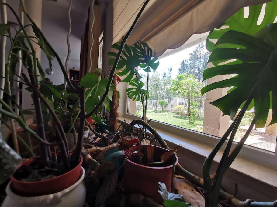 Cantinho Da Alice Family Villa Sertã المظهر الخارجي الصورة